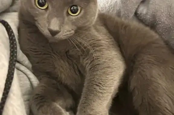 Lost Russian Blue Cat on Orbis Ave