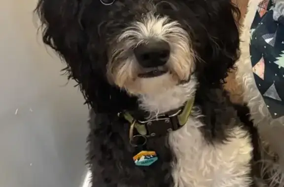 Lost Labradoodle: Hudson on Greendale Dr