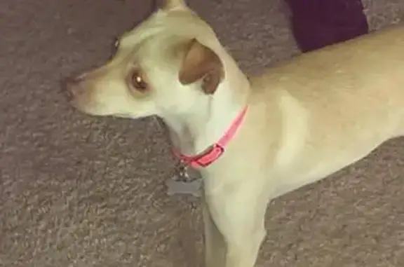 Missing dog , photo: Lost Blonde Dog in Georgetown, TX