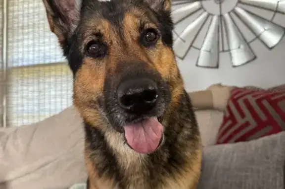 Lost Dog in Salemburg: Help Find Her!