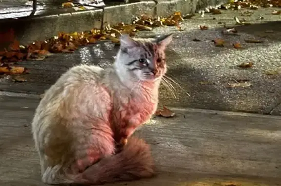 Found: Sweet Grey Long-Haired...