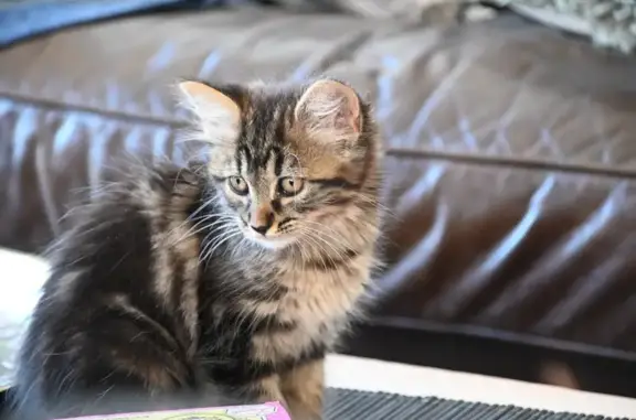 Chaton tigré perdu à Theix-Noyalo - photo