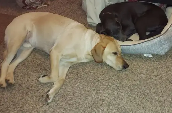 Lost Yellow Lab: Big Belly Scar, Friendly