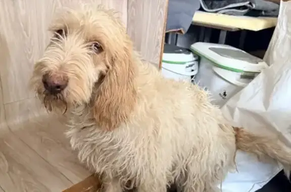 Chien trouvé , photo: Chien crème frisé trouvé à Champdieu