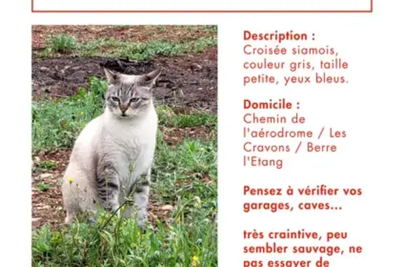 Chatte perdue, craintive, yeux bleus - photo