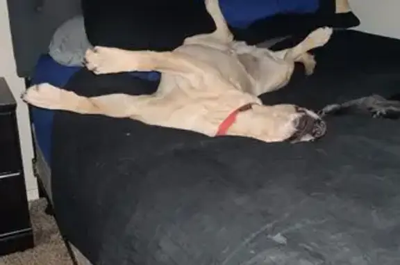 Help Find Clyde: Lost Yellow Lab in Bixby