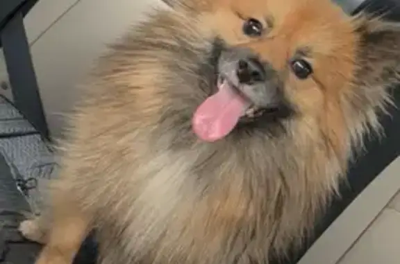 Missing dog Houston, photo: Lost Dog: Tan & Brown Coat, Walker St.