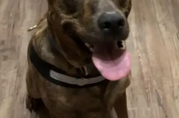 Lost Brindle Hound on Lake Air Drive