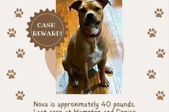 Missing dog , photo: Lost Tan Pit Mix on Hampton Blvd