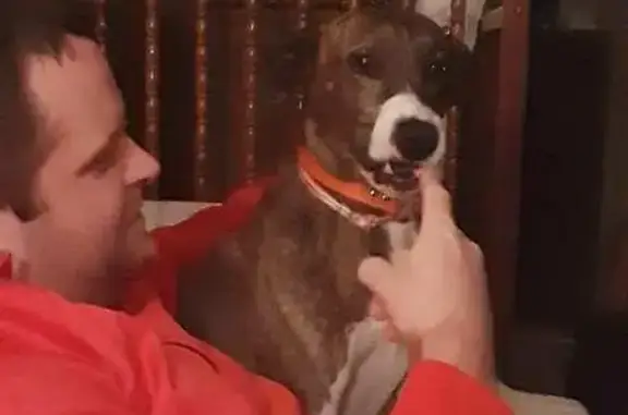 Lost Brindle Mountain Cur in Dexter, KY