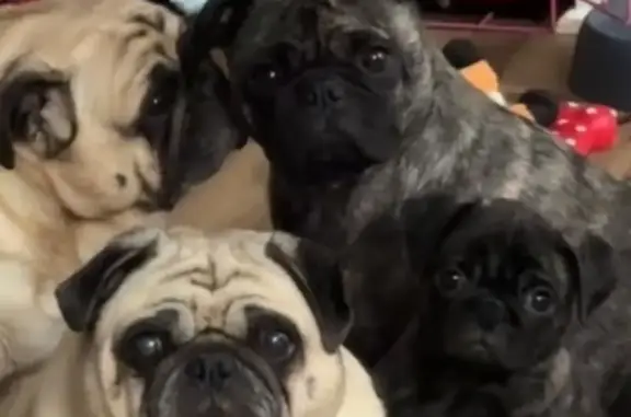 Lost Brindle Pug Rudy in Louisville