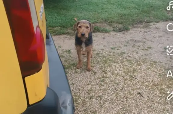 Animaux trouvés , photo: Chien trouvé, type jag terrier, Chapelle-Voland