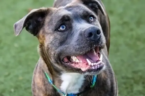 Shy Dog Lost: Loves Fetch, Perrinton Area