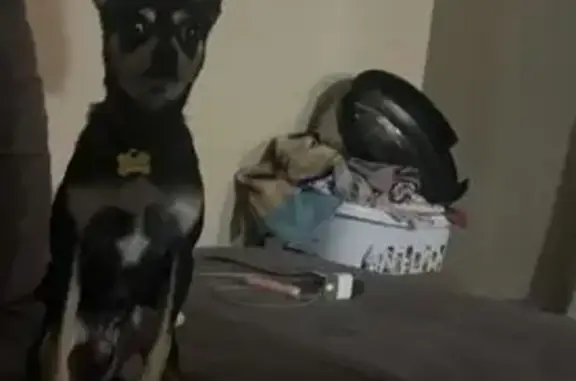 Lost Dog: Help Find Taco Near Texoma!