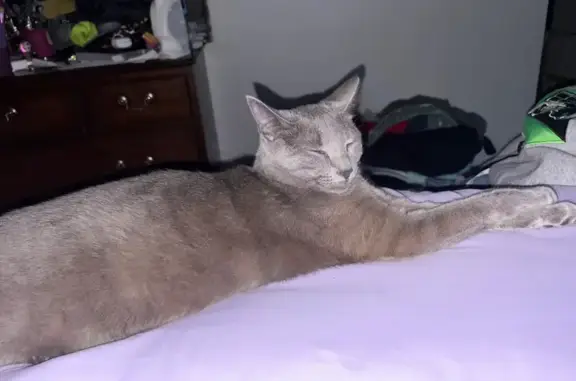 Lost Cat: Dark Gray, Timid Melli