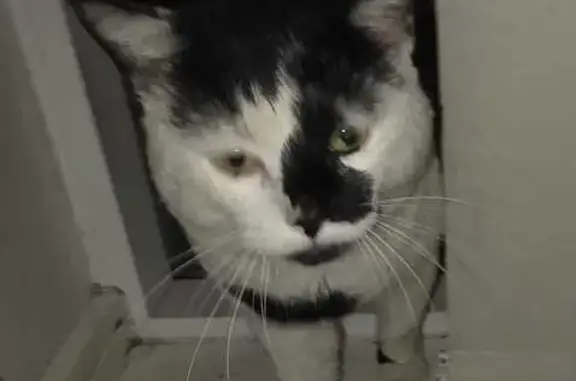 Found: Friendly Bicolor Cat in...