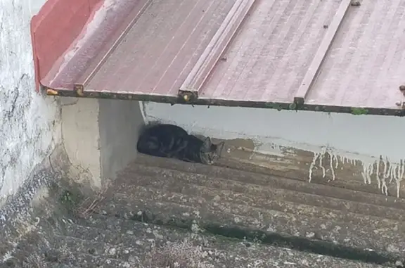 Gato encontrado Badajoz, foto: Gato atigrado encontrado en Calle Paz, Badajoz