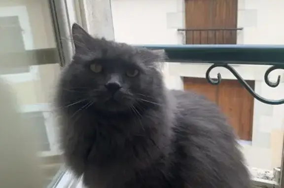 Chartreux gris perdu à Saulcet - photo