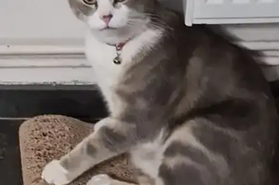 Chat perdu gris/blanc, Labéjan, sans collier - photo