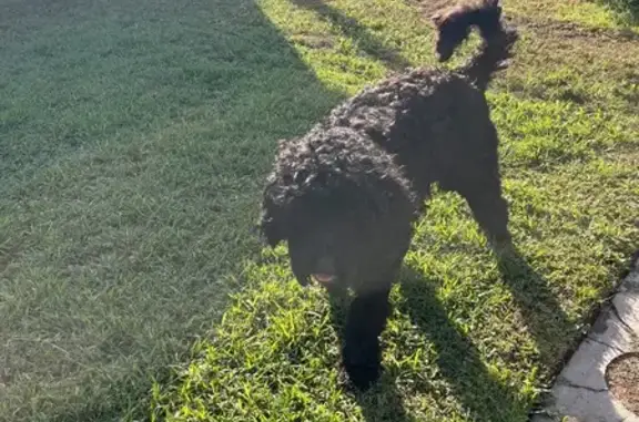 Found: Large Black Doodle on 3...