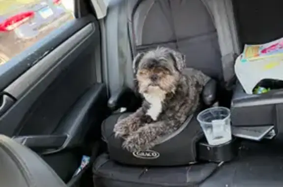 Lost Black & White Mutt in Deerfield, IL