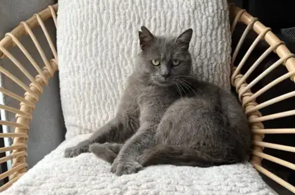 Animaux trouvés Changé, photo: Chat trouvé Rue des Destriers, Changé