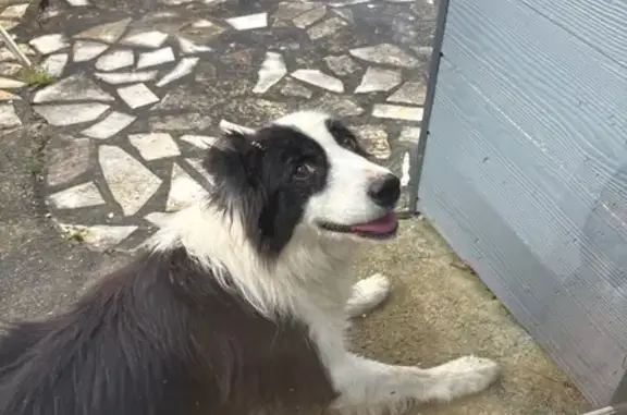 Chien trouvé , photo: Chien noir et blanc handicapé trouvé à Dangy
