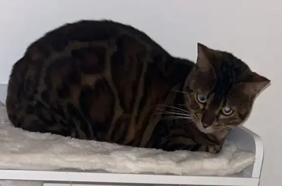 Chat perdu, , photo: Chat perdue, craintive, Beugny
