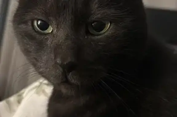 Lost Cat: Unique Black & White Coat