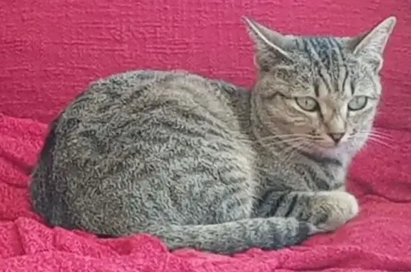 Missing cat , photo: Petite Grey & White Tabby Missing Again