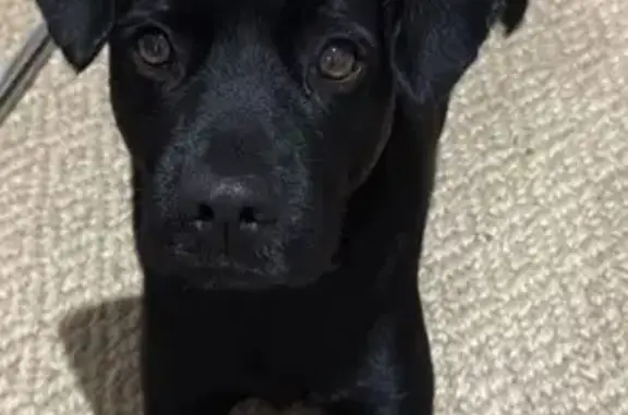 Búsqueda de mascotas, foto: Perro Negro Perdido en Av. Santa Clara