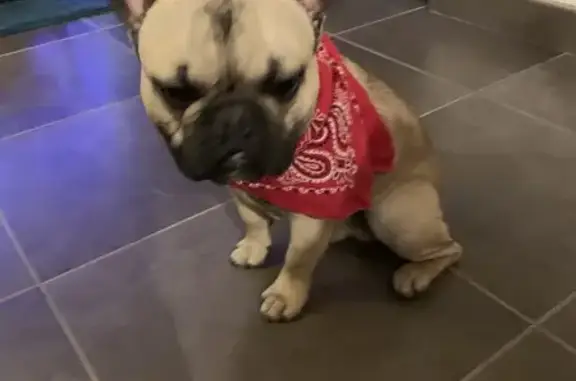Chien perdu à Gargenville (Île-de-France) - photo