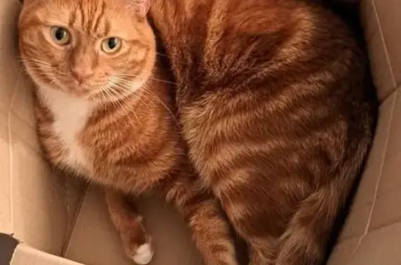 Missing cat Cape Town, photo: Lost Ginger Cat 'Pippin' in Cape Town