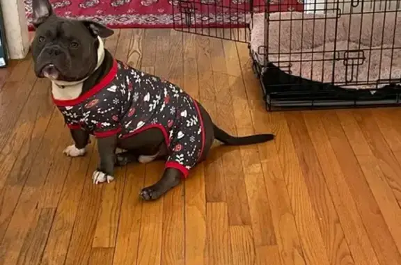 Help Find Leo: Friendly Grey Micro Bully