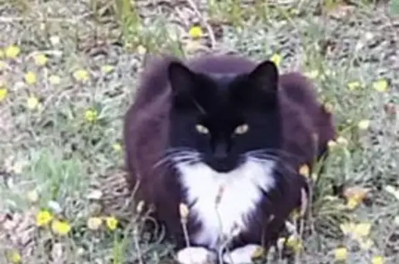 Lost Fluffy Cat: VIVI in Coventry