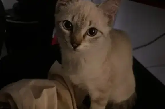 Chatte perdue près de Monoprix Montpellier - photo
