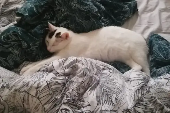 Chat perdue : Mimi, cœur sur les fesses - photo