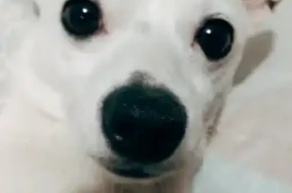 Perro Chihuahua Blanco Perdido en Saltillo