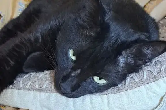 ¡Ayuda! Gato negro perdido en Boadilla