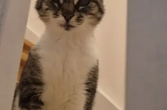 Chat trouvé Angervilliers, photo: Chat tigré blessé trouvé à Angervilliers