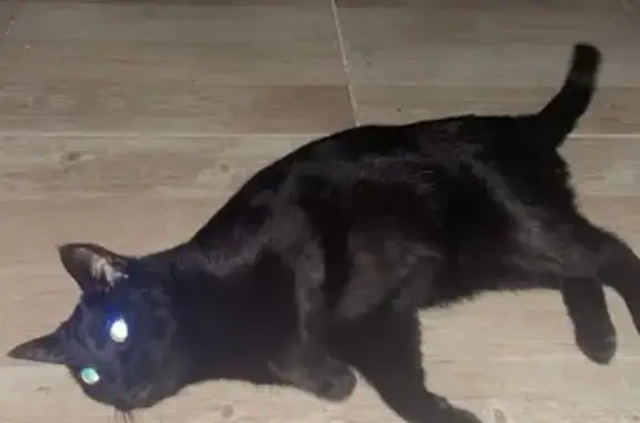 Lost Black Cat Leo: Notch & Scar ID