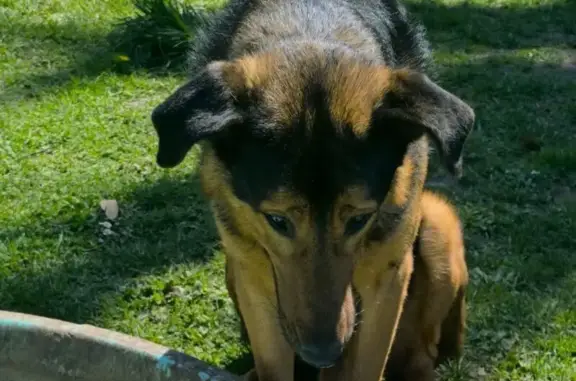 Beauceron noir et marron perdu D960 36100 - photo