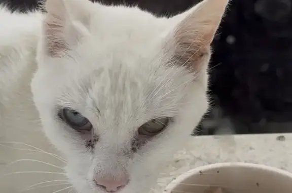 Animaux trouvés Ardres, photo: Chat blanc trouvé, maigre, yeux vairons