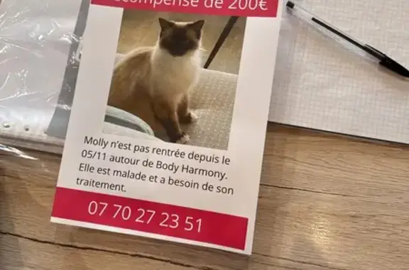 Chat perdu, Quai Lheureux, Calais - photo