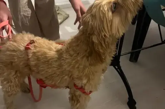 Chien trouvé à Calvi, sans identification - photo
