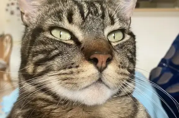 Chat perdu : gros, craintif, très gentil - photo