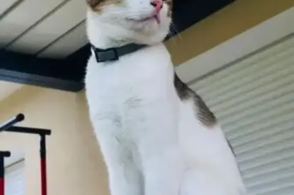 Chatte Zelda perdue à Vernioz, secteur Bontemps - photo