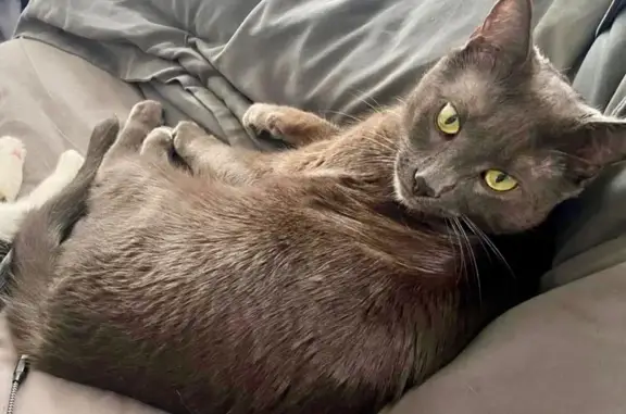 Lost Grey Russian Blue in Palisades Park