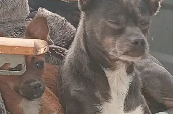 Perro Perdido: Mezcla Pincher en Domingo Pérez