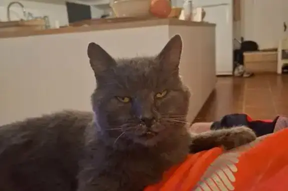 Animaux trouvés , photo: Chat mâle sociable trouvé à La Bastide-des-Jourdans